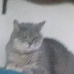 Meet your Posher, Robin